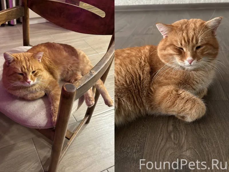 Пропал кот ХАРЛИ почти три нед...