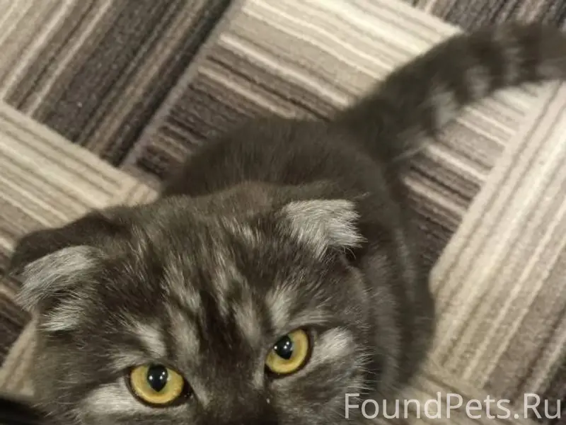 Пропал кот. В районе Прома, ул...