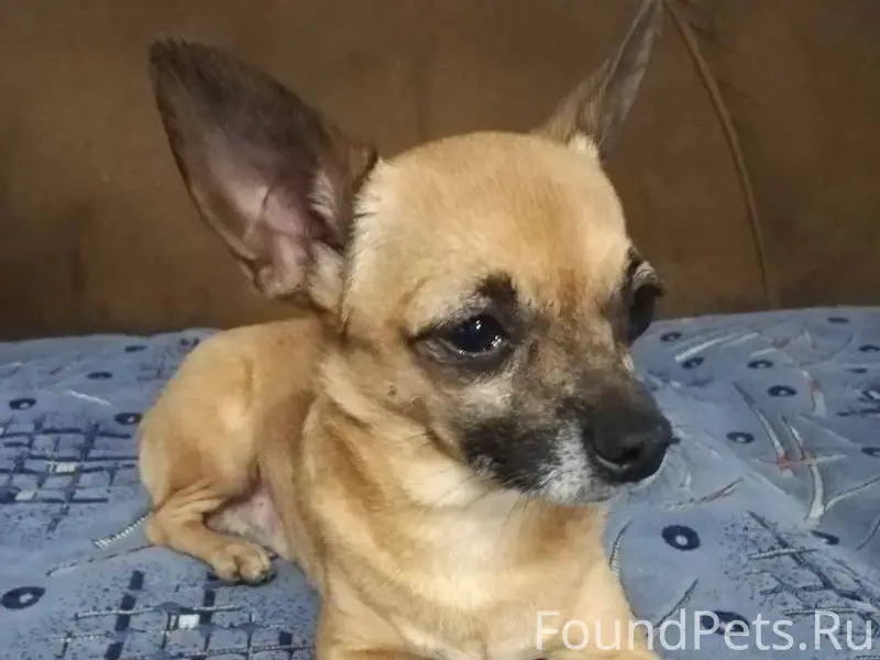 ПОМОГАЮ ИФОРМАЦИОННО. ДЖАНКОЙ ...