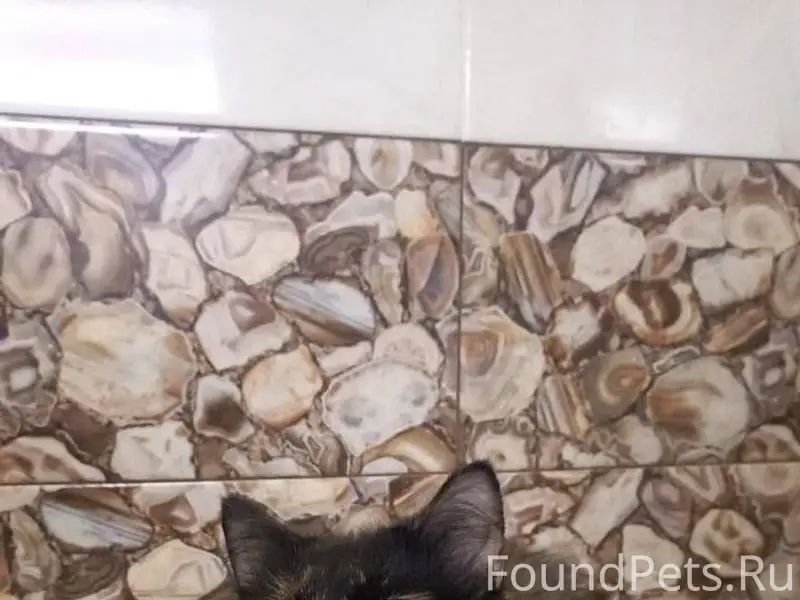 🚨 ПРОПАЛА КОШКА! ПРОСИМ ПОМОЩИ...