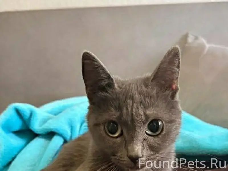 Найден котенок на улице Патрис...