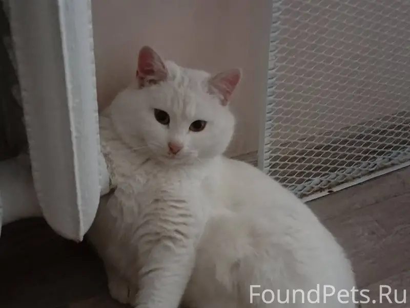 Пропал кот, крупный, грязно-бе...