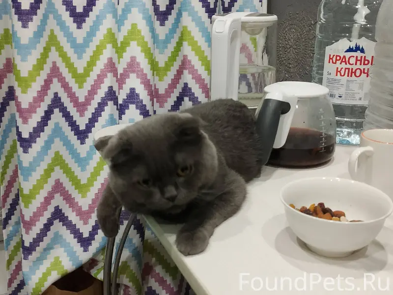 Пропал кот,сообщили что его на...