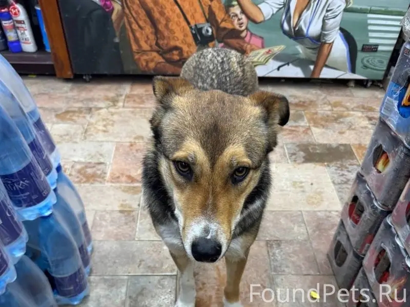 !!!СРОЧНО!!!SOS!!!SOS!!!SOS!!!...