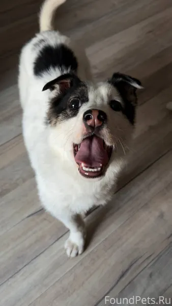 Собака была найдена на улице,с...