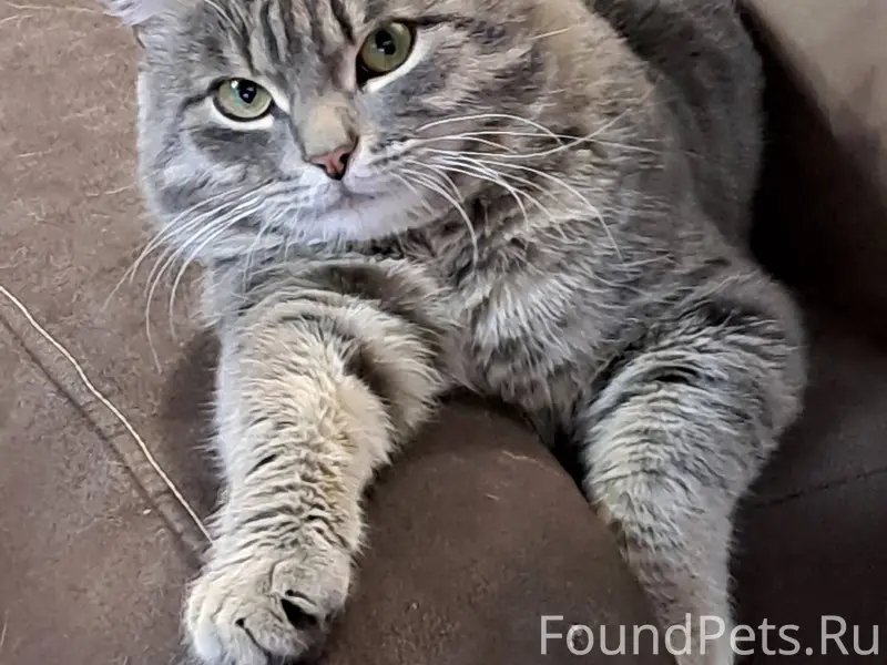 Добрый день.Пропал кот, кличка...