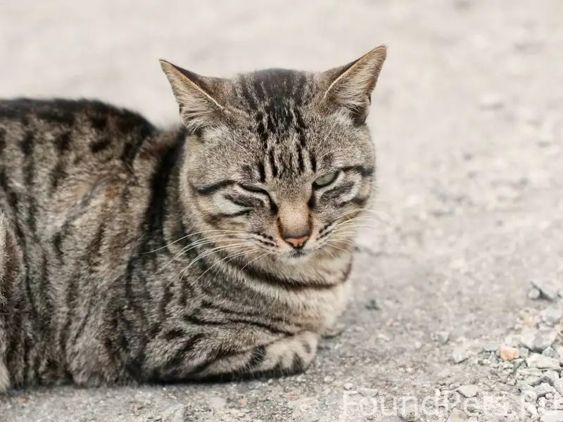 Найдена кошка- серая в полоску...