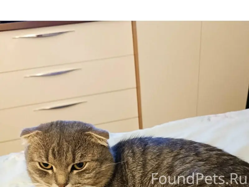 Пропал кот на крахмальном посё...