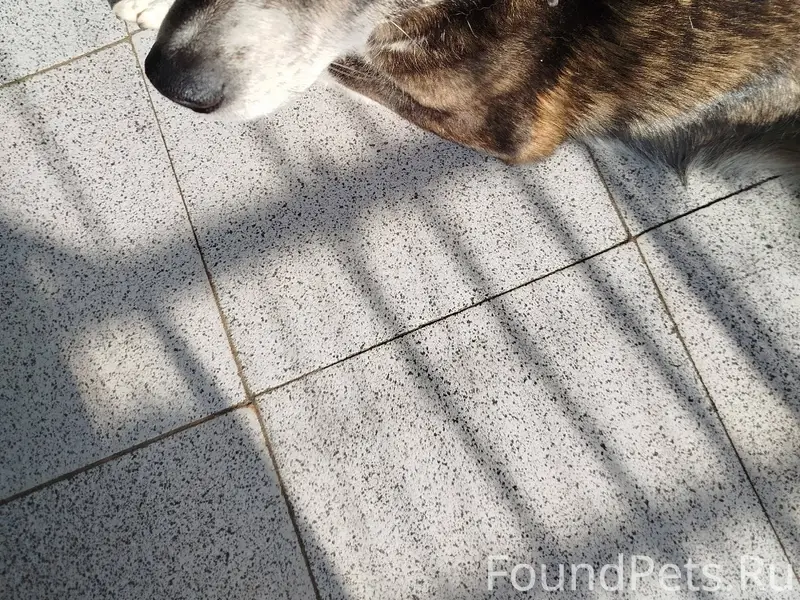 На Песковатских дачах ближе к ...