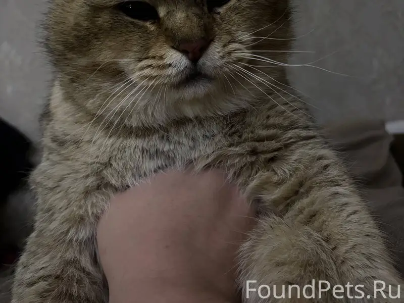 ‼️Пропал кот 🐈 ‼️с ул Назаркин...