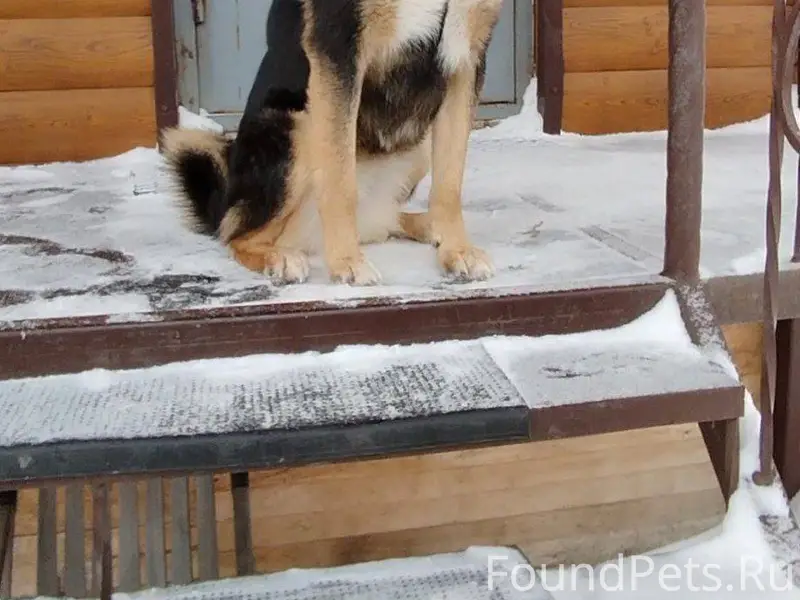 Потерялась собака, кличка Кноп...