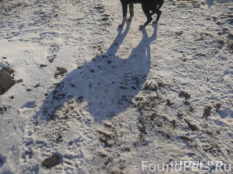 Добрый день, может кто то ищет...