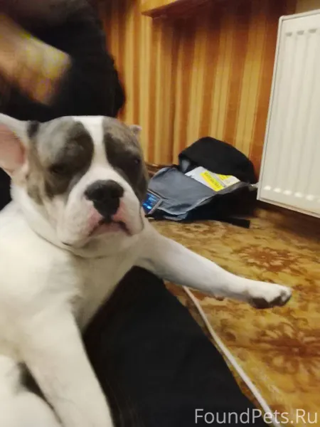 Пропала собака, кличка Батон, ...