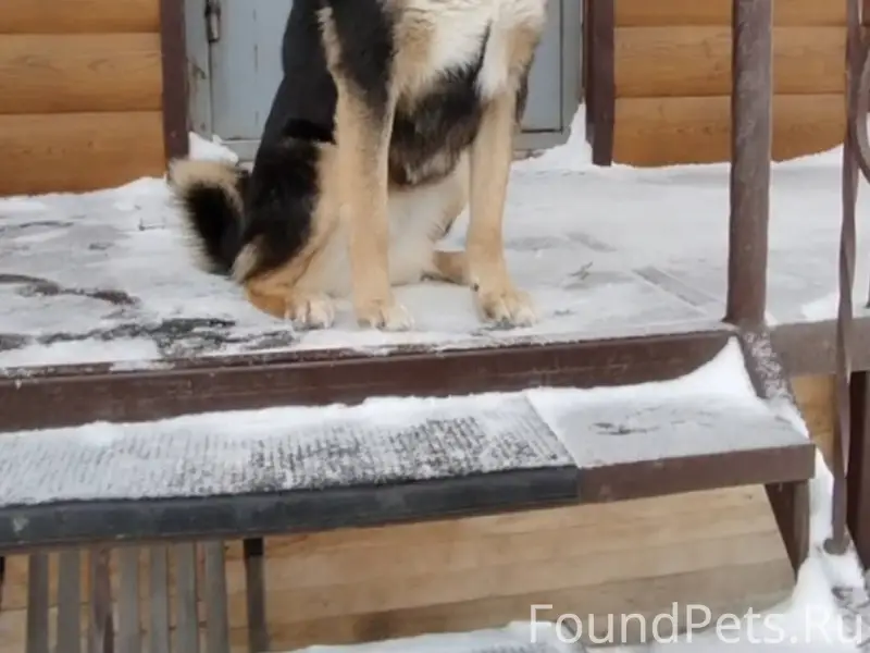 Потерялась собака , в Новоенис...