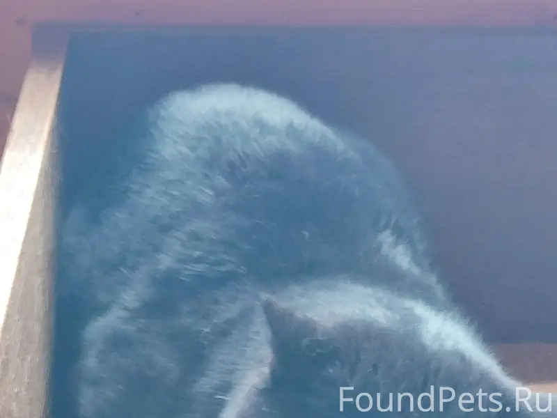 В Тычинах появился чёрный кот,...