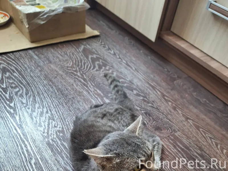 Найден кот со травмированной п...