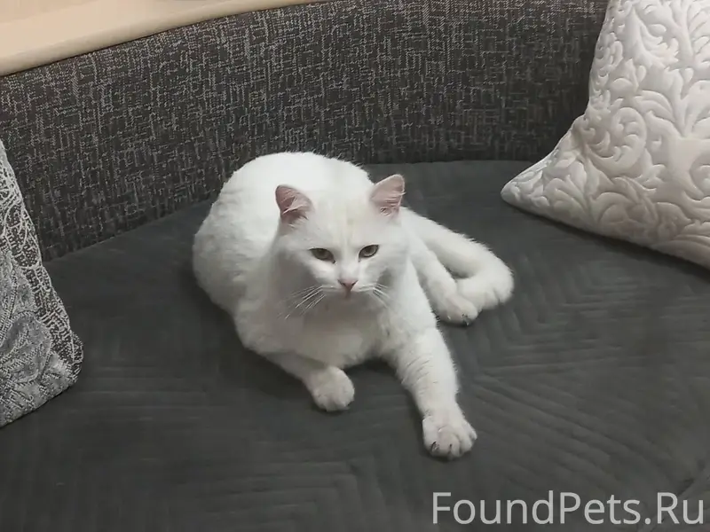 Пропал кот в районе улиц:Колхо...