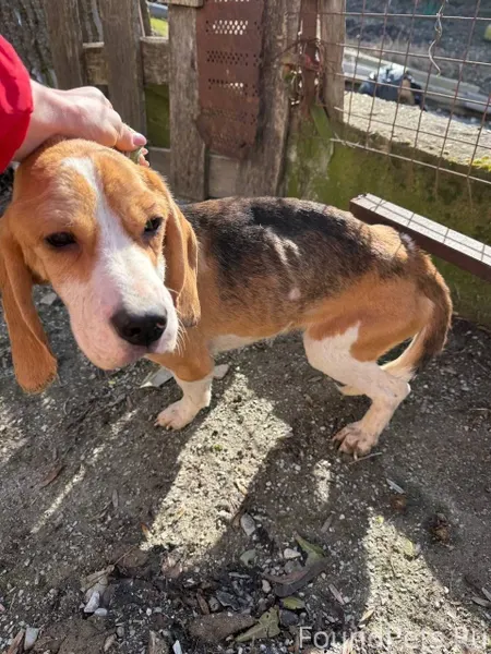 В Северской найдена девочка би...