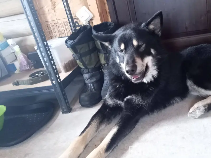 Добрый день. Нашли собаку на Л...