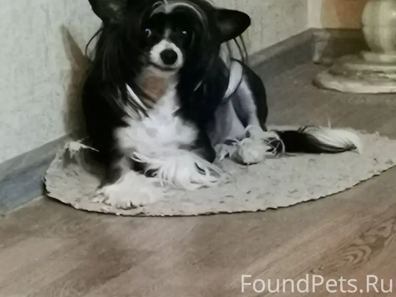 Пропала собака! Пропала сегодн...