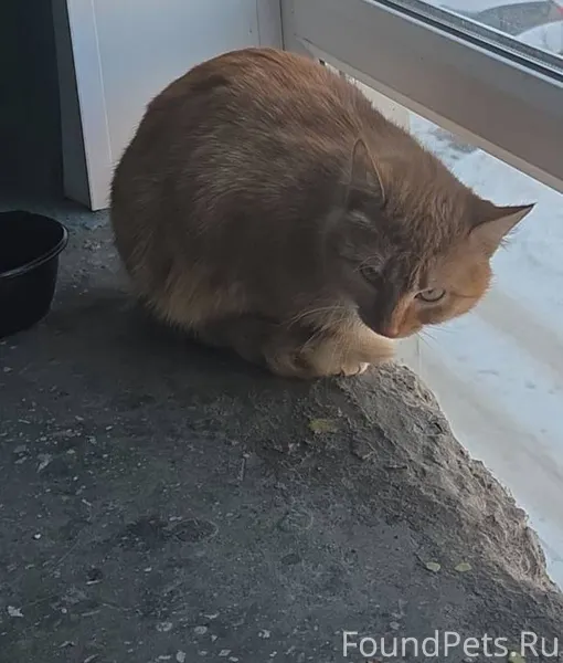 Найден кот (кошка) окрас рыжий...