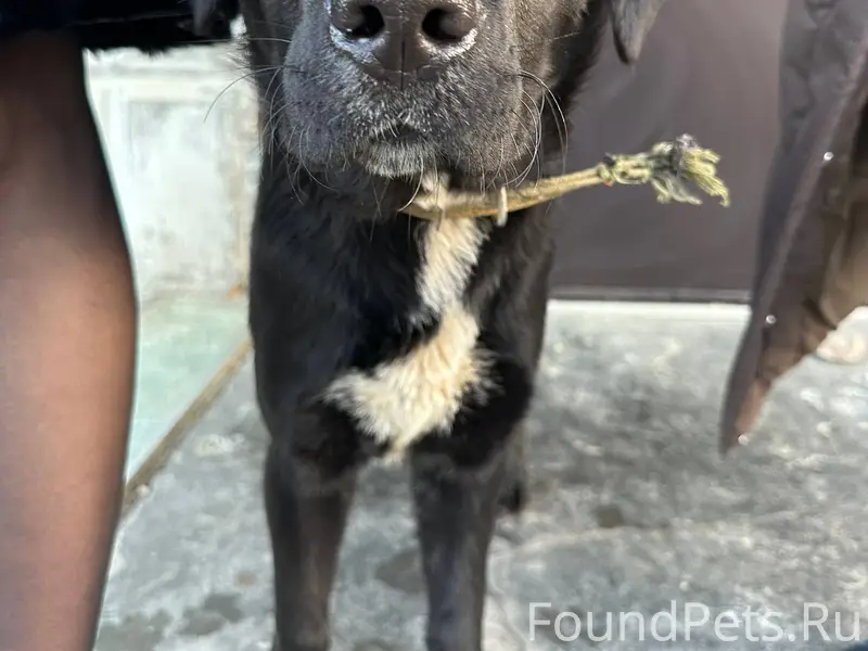 ЧЬЯ СОБАКА? район ул. КОЛОМИЙЦ...