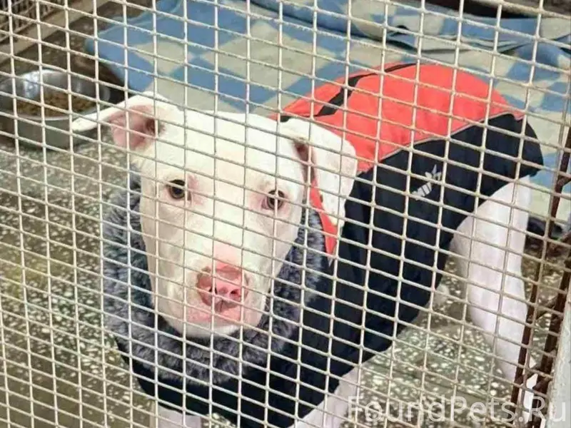 МИНСК ГУРСКОГО, 42 Отлов 5.02....