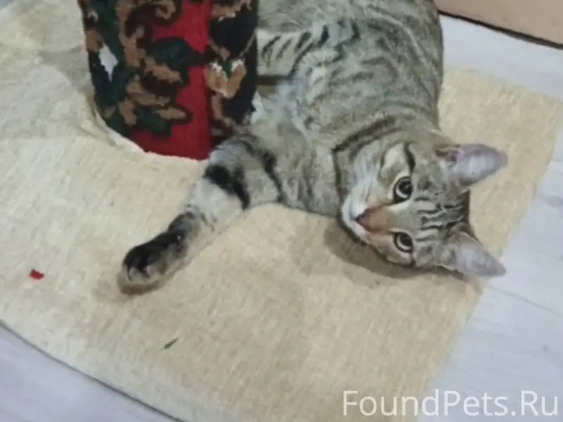 Пропал кот! Особые приметы: об...