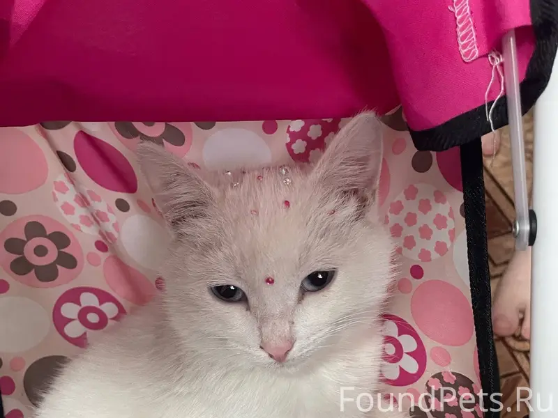 Пропал кот(котенок) отзывается...