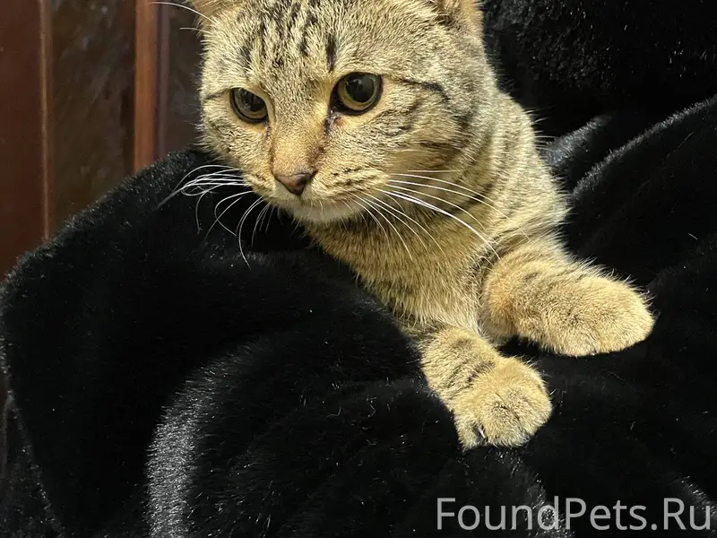 Найден кот в районе жил зоны.....