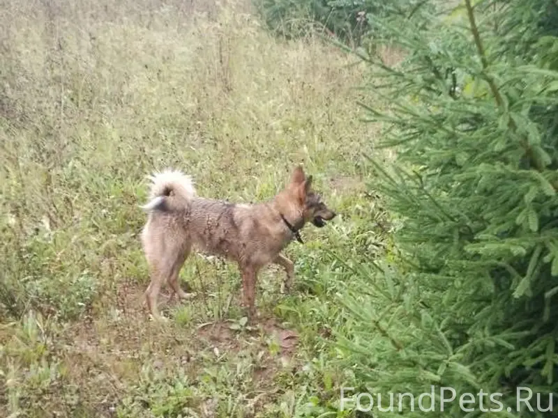 Пропала собака-лайка. Нет уже ...