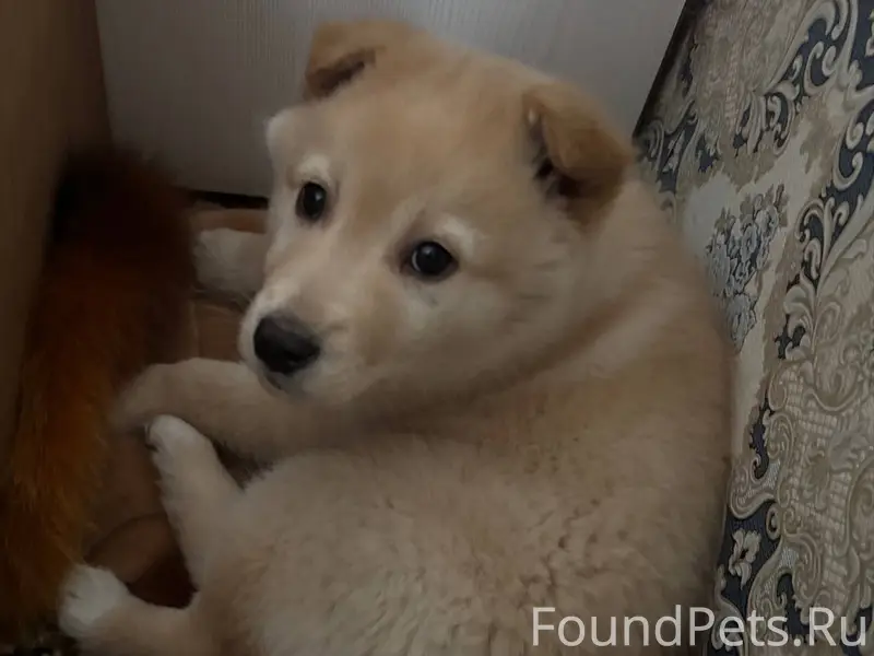 Пропал щенок, село Кудеярово, ...