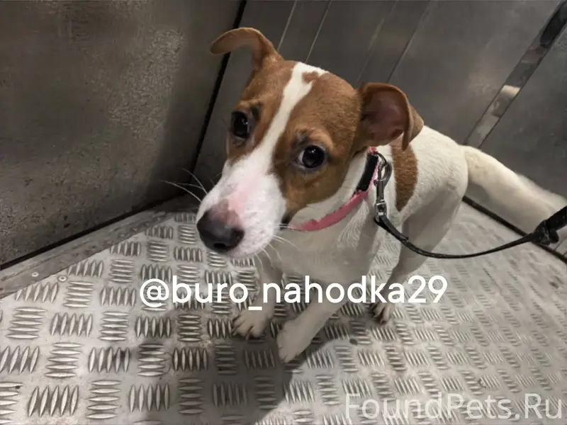 Потерялась собака Джек Рассел ...