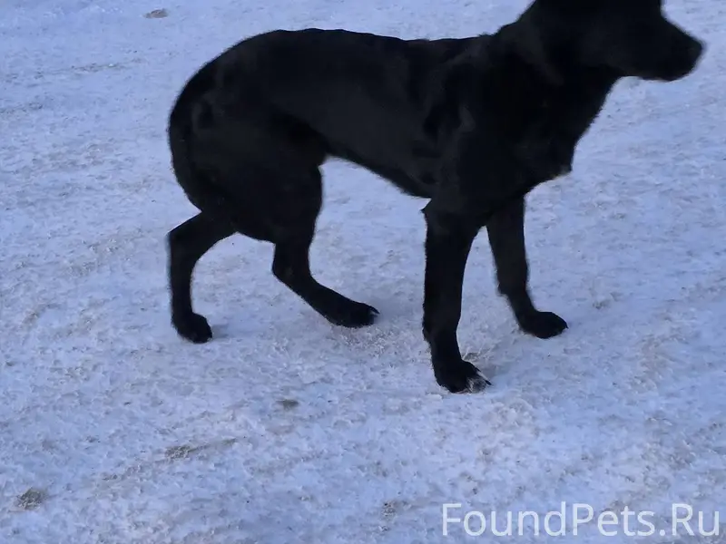 Найдена замечена собака Колычё...