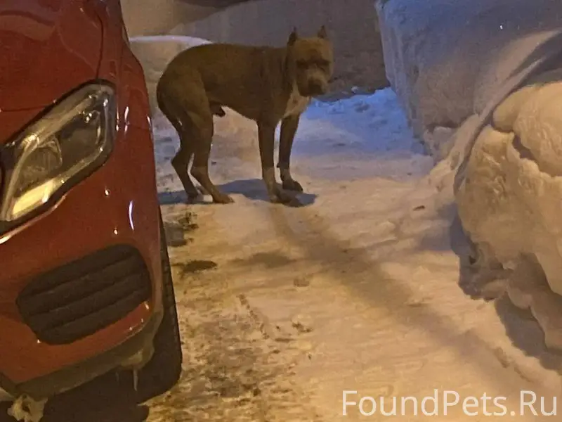 #Калуга Найдена собака. Переул...
