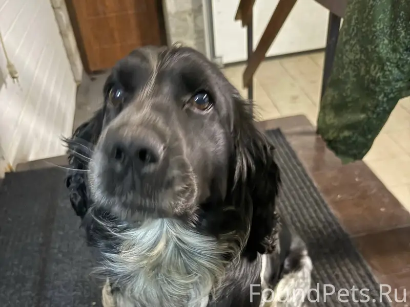Потерялась собака, русский спа...