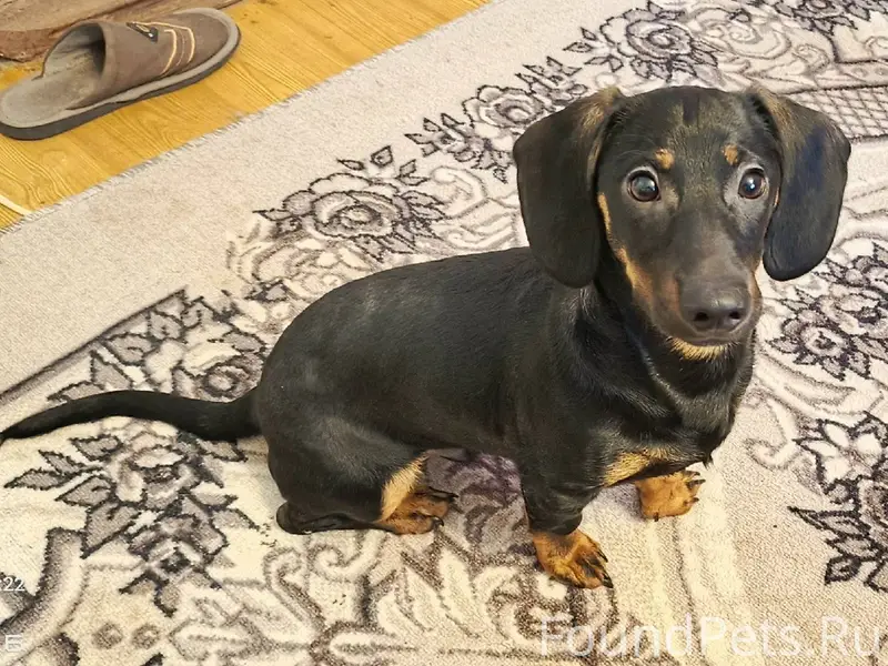 Найден щенок таксы, мальчик, п...