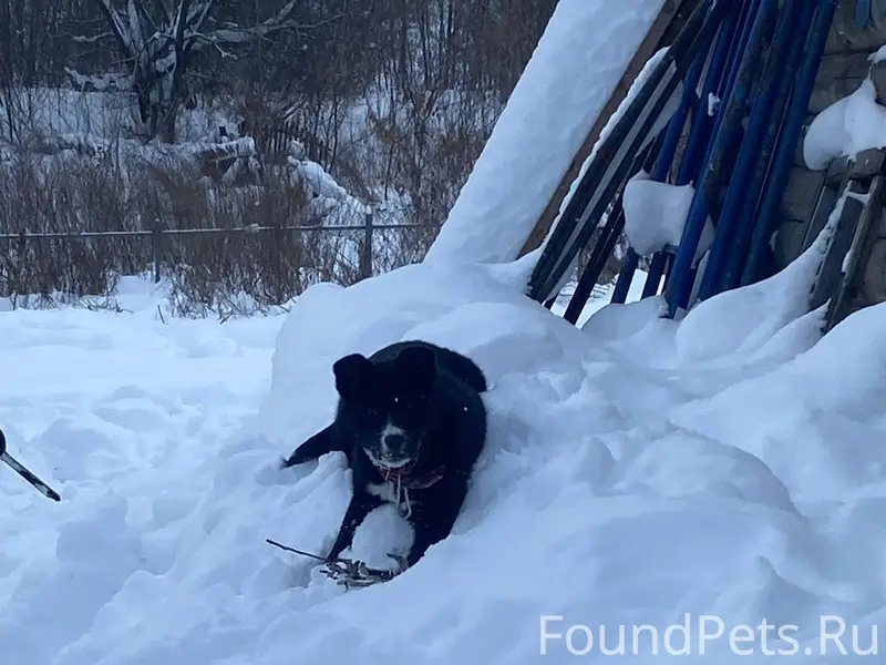 Убежал щенок с красным ошейник...