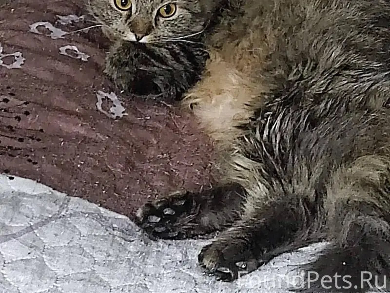 Пропал кот (Кузя) сегодня утро...