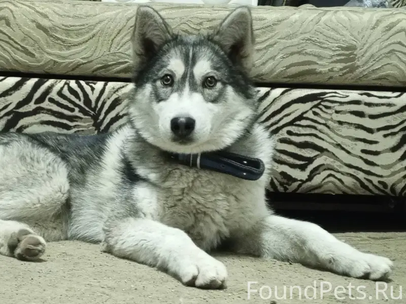 Пропала собака 28.01.2026 в...