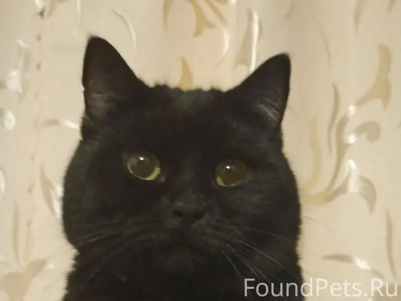 Пропал чёрный кот Мишка, ул.Ле...
