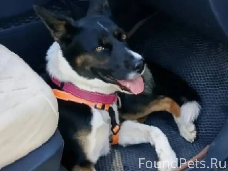 Не можем найти собаку,кличка М...