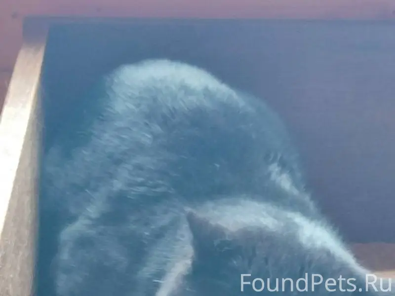 В Тычинах появился чёрный кот,...