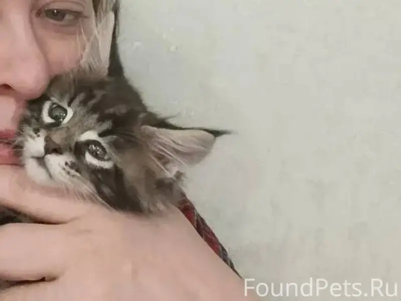 5 февраля пропал котенок Мейн-...
