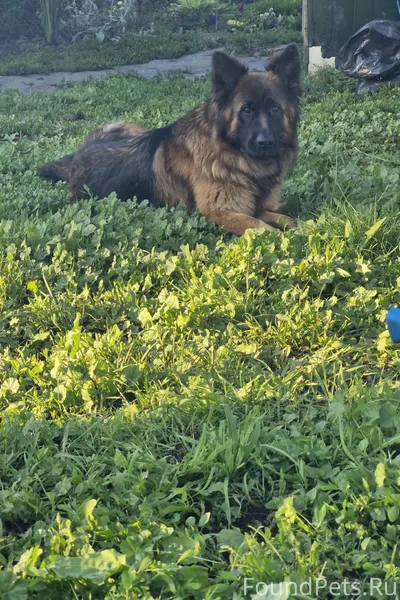 Пропала собака ! Откликается н...