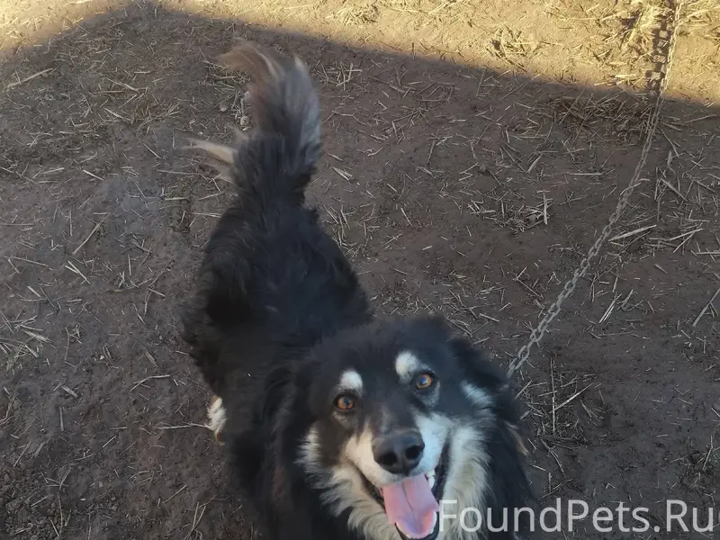 Пропал наш пес,3 февраля ночью...