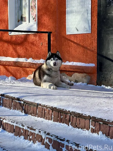 Дорогие друзья!!! чей потеряшк...
