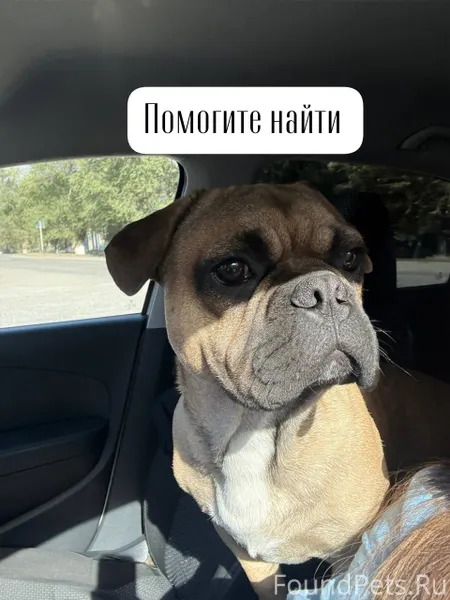 С. Верхняя Татарка ПРОПАЛА СОБ...