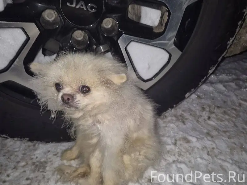 🆘 Срочно!!! ‼️ Найдено ещё и.....