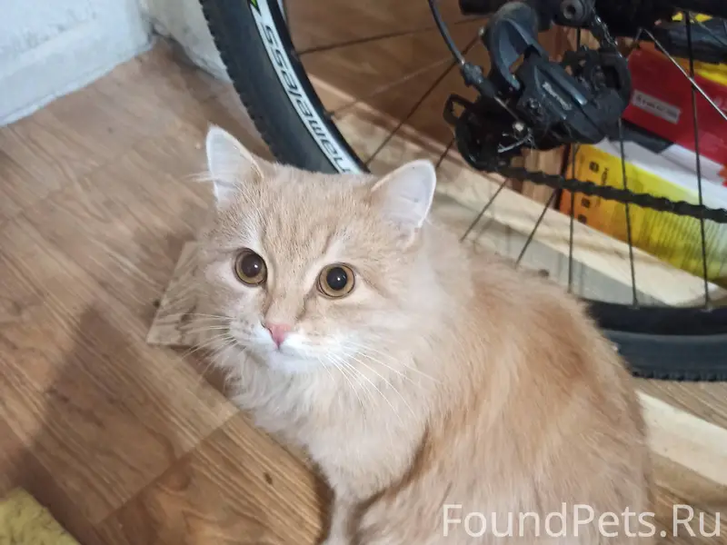 Пропал кот 31 января ушёл гуля...